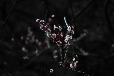 遅すぎたのねぇ～あれれ…の梅