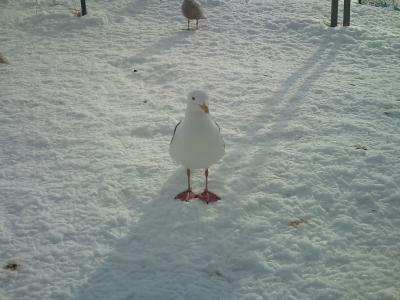今こそイッとけ～♪流氷ツアー