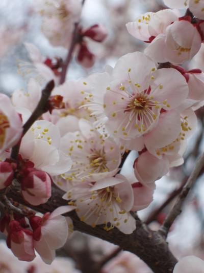 万博公園の梅まつり