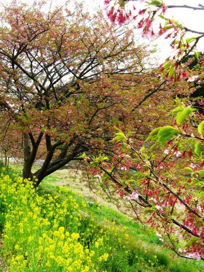 みなみの桜・菜の花まつりの最中に　☆河津桜は葉も出初め