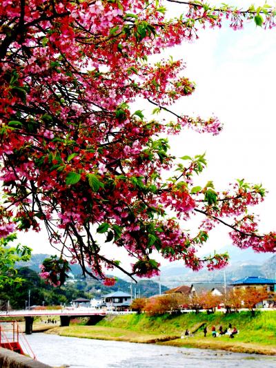 河津桜まつりは早くも終盤に　☆名残の花を求めて海に向かう