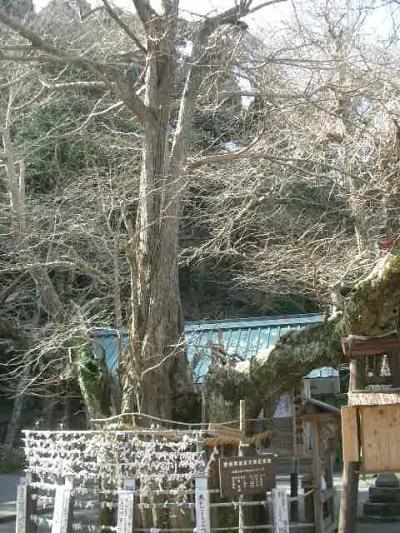 伊奈下神社の大イチョウが松崎の歴史を見守って来ました