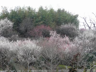 埼玉県花と緑の振興センターで桜探し