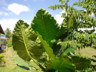 緑の楽園９：　ランカウィ　「愛を求めて＠チェナン・ビーチ」