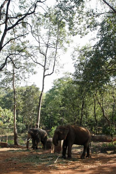 モナリザの動物園・水族館の旅、3（Bondla　Zoo）