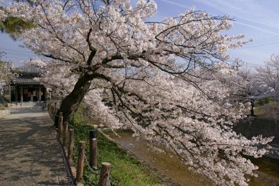 兵庫県　西宮市　さくら名所100選に選ばれている夙川公園