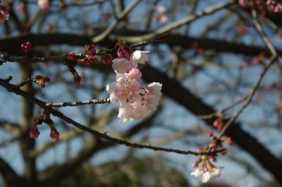 神奈川県観光～江ノ島、鎌倉、みなとみらい～