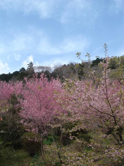 満開！里山のおかめ桜　  《 小田原市  根府川 》