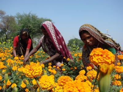 インドの人々と遺跡を訪ねて　ヴァラナシの郊外