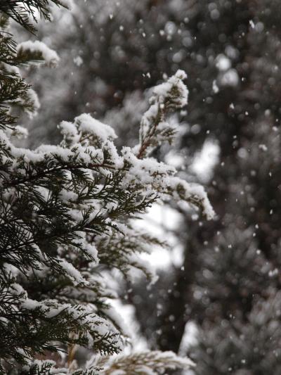 毎年恒例の雪見温泉！！