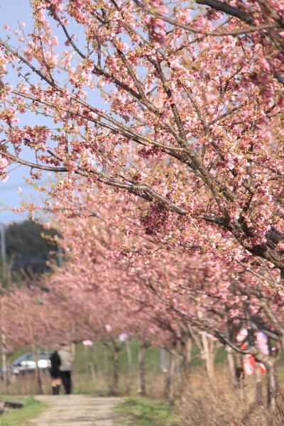 坂戸すみよしの河津桜