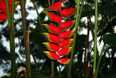 ハワイ島（9）-植物