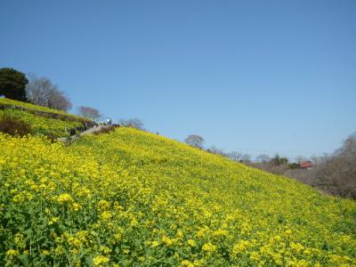 房総は確かに花がいっぱいだけど・・