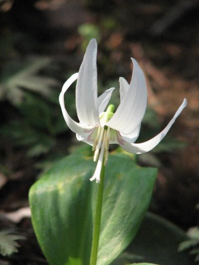 城山・カタクリの里訪問(1)カタクリの花と山野草を愛でる・・カタクリ、菊咲イチゲ、黄花セツブンソウ、アズマイチゲ、ニリンソウ