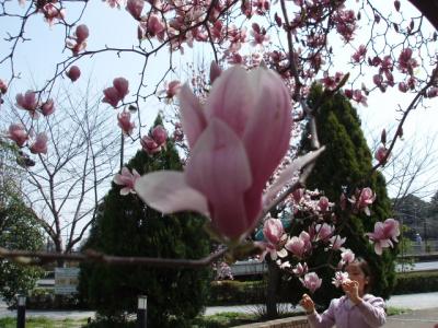 桜が、いいえ、モクレンが、満開、いいえ、満開直前！？、千鳥淵公園