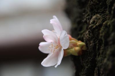 咲いた　咲いた　サクラが咲いた　～速報　目黒川サクラ情報～