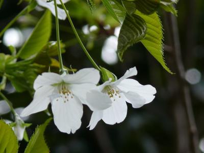 稲毛海浜公園でお花探し
