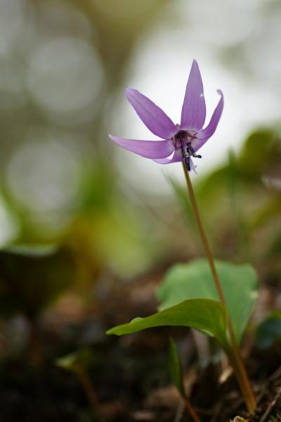 春の津久井・城山【かたくりの花】