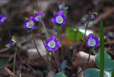 城山・カタクリの里訪問(２)その他の山野草・・雪割草、ショウジョウバカマその他