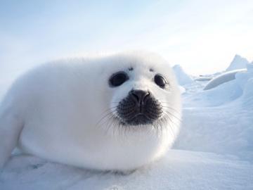 マドレーヌ島に関する旅行記 ブログ フォートラベル カナダ Madeleine Island