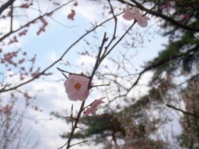 曇りの日には梅を観に-青梅市梅の公園-