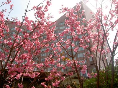 桜(2008)　椿山荘で桜バイキング