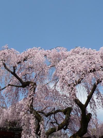 2009年桜だより◆奈良公園・氷室神社のしだれ桜