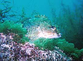 まりものダイビング日記　☆∵～in越前～∵☆