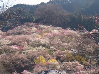 2009年春　吉野梅郷