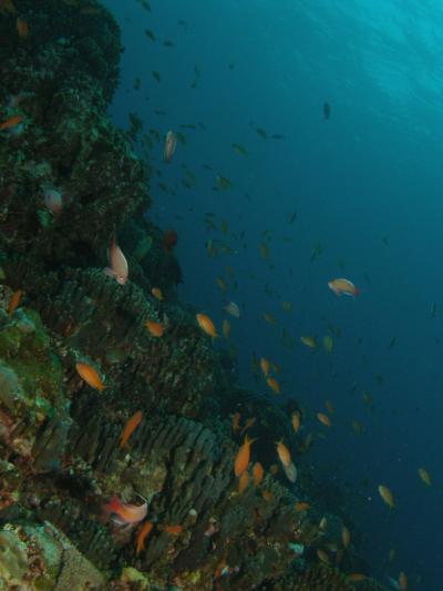 クジラを見る旅　6th（2日目：慶良間ダイビング編）