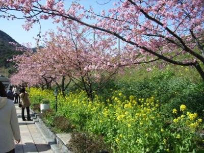 【作成中】一足早く河津の桜。