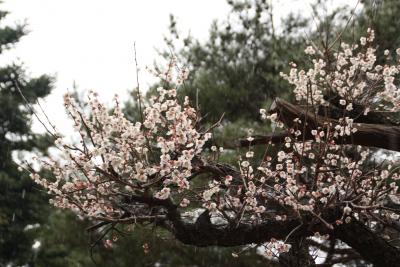 筑波山と偕楽園に梅を見に行きました