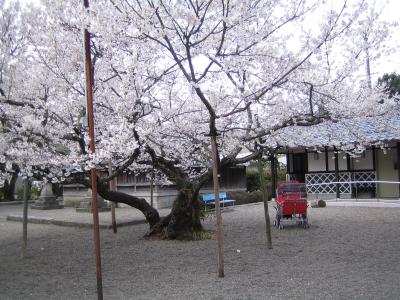 早咲きの桜に誘われて　藤栄神社、水口城跡