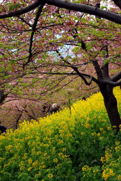 まつだ　桜まつり