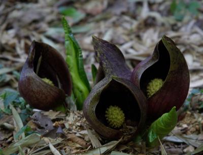 春の山野草に逢いたくて～　今津～伊吹野へ