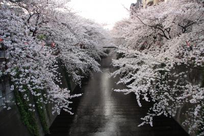 花見を計画のあなたへ　目黒川サクラ最新情報　～夜桜もきれいです～