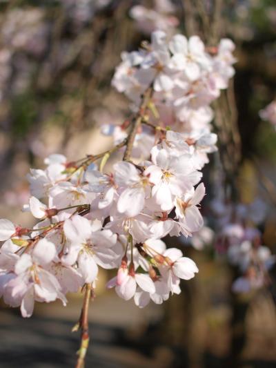 [vol.2] 桜旅 ～ 西伊豆1泊2日の旅（修善寺編）～