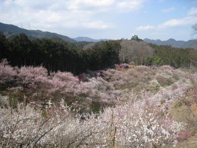 ☆青梅　吉野梅郷　日本一の梅園　梅の公園 ピークは難しい！☆