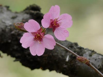 多摩森林科学園で桜探し