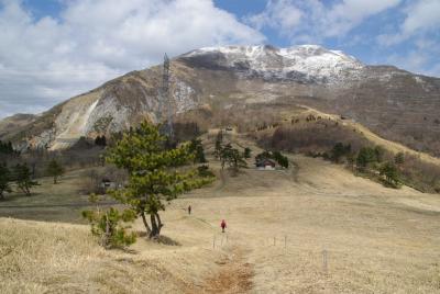 春の山野草に逢いたくて　再び伊吹へ　Part1伊吹山3合目へ