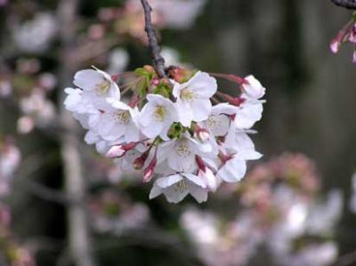 2009.3.28 デジカメの記録では花見をしていたようだが