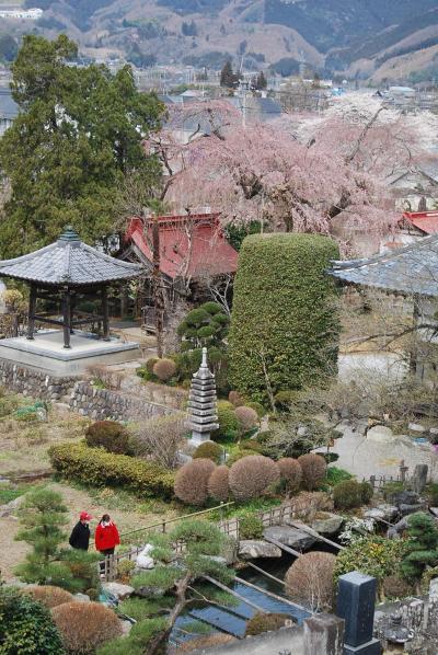 森の妖精を求めてのハイキング?枝垂桜の法善寺