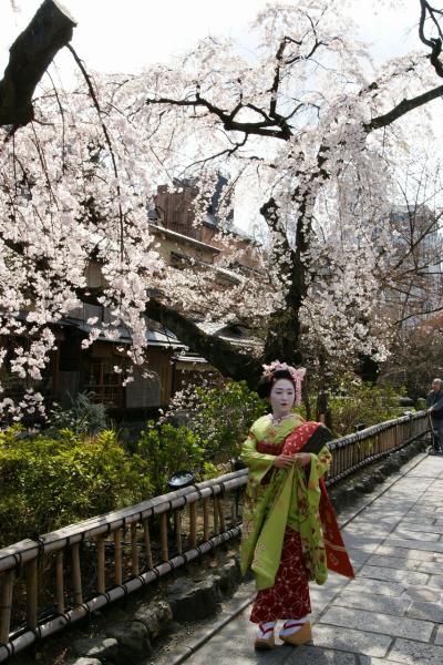 祇園白川の桜を訪ねる