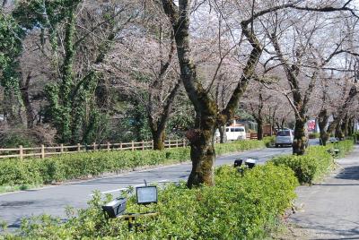 森の妖精を求めてのハイキング?野上～長瀞・岩畳