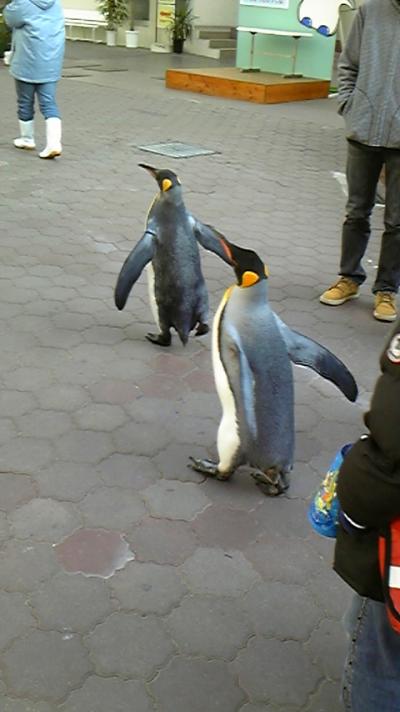 松島でペンギンとお散歩♪