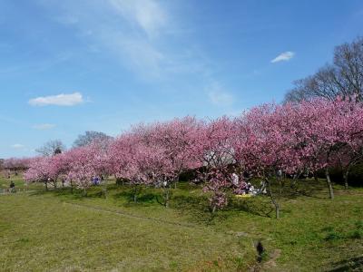 桃の花が見たいと古河の桃まつりに行ってみるが？？