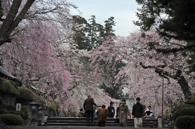 桜・サクラ・さくら…～MTBで走りながら２・大石寺～