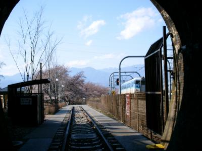 大日影トンネル遊歩道、甚六桜はもうすぐ見頃