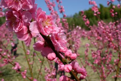 早春の「八王子絹の道（シルクロード）」を歩く
