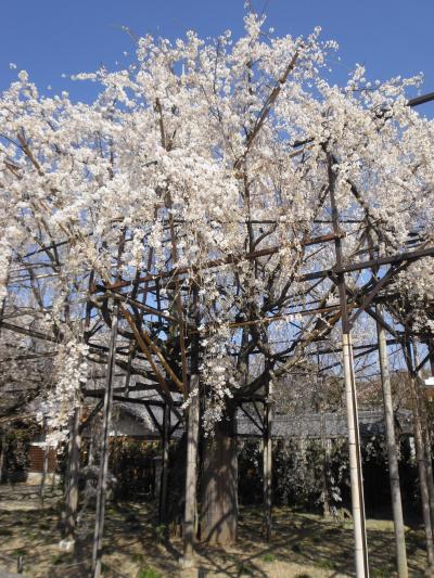 豊田市「行福寺のしだれ桜」散り始めです。